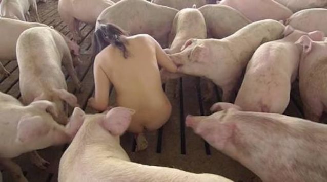 Смотреть Видео Секс Со Свиньей