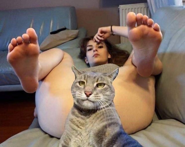 amateur, cat, foot