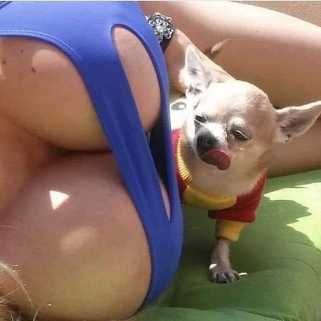 tits, amateur, blonde, big tits, dog