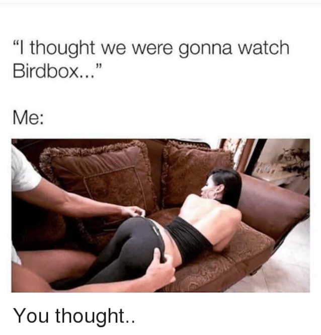 doggystyle birdbox couch