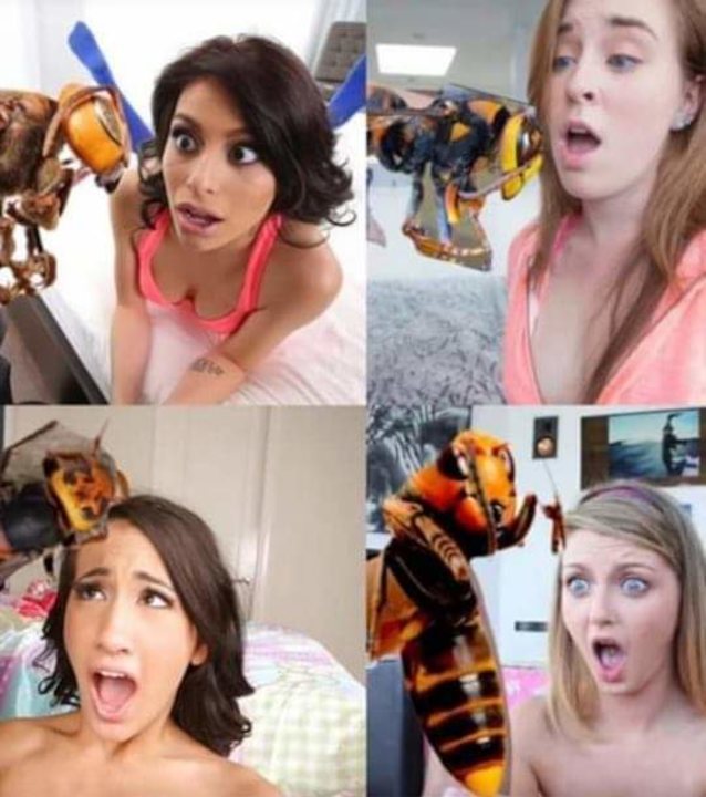 meme, wasps, amazed, hot, sexy