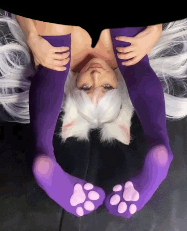 white, stocking, cat, white hair, legs