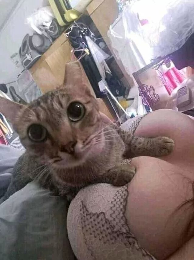 big boobs, big tits, busty, bikini, cat