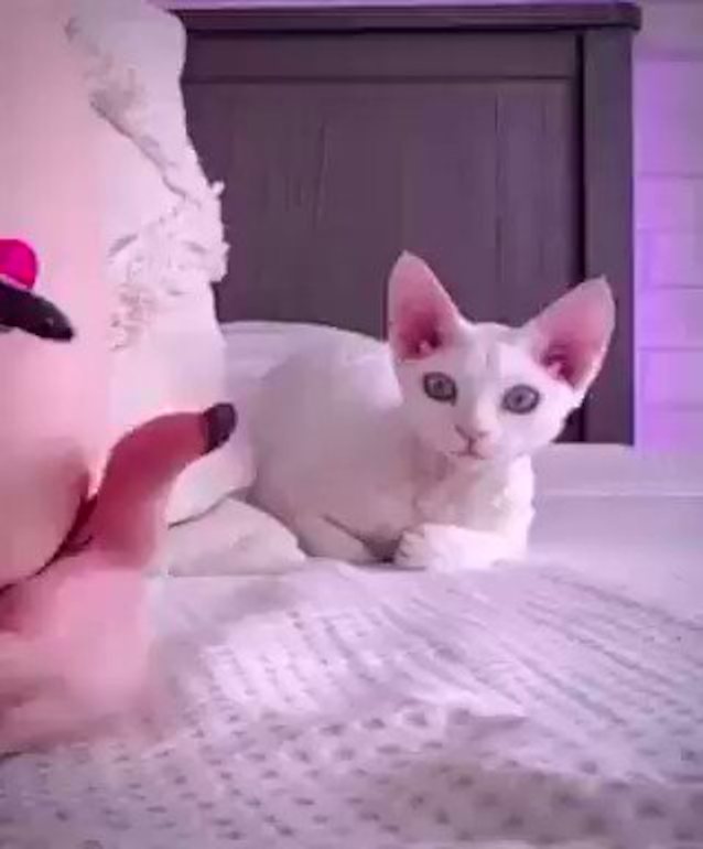 hot cat cam