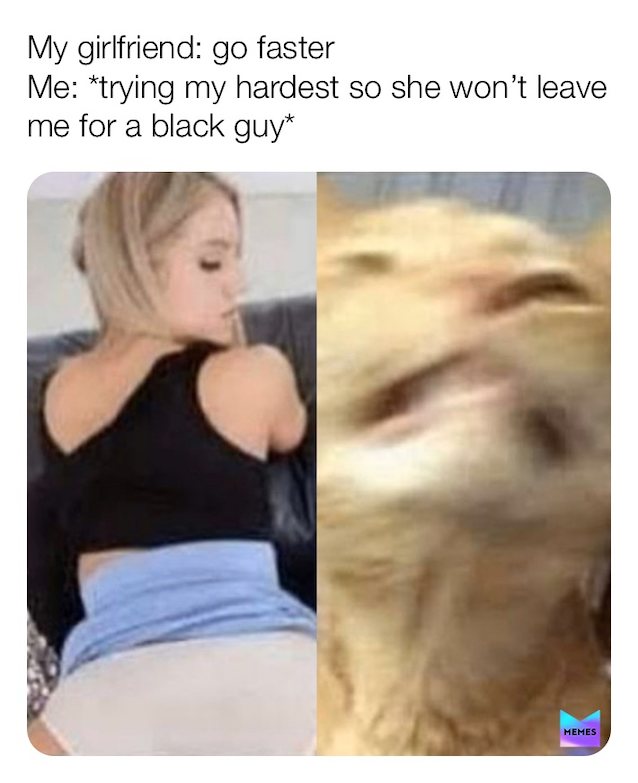 blonde, doggy, couch, memes