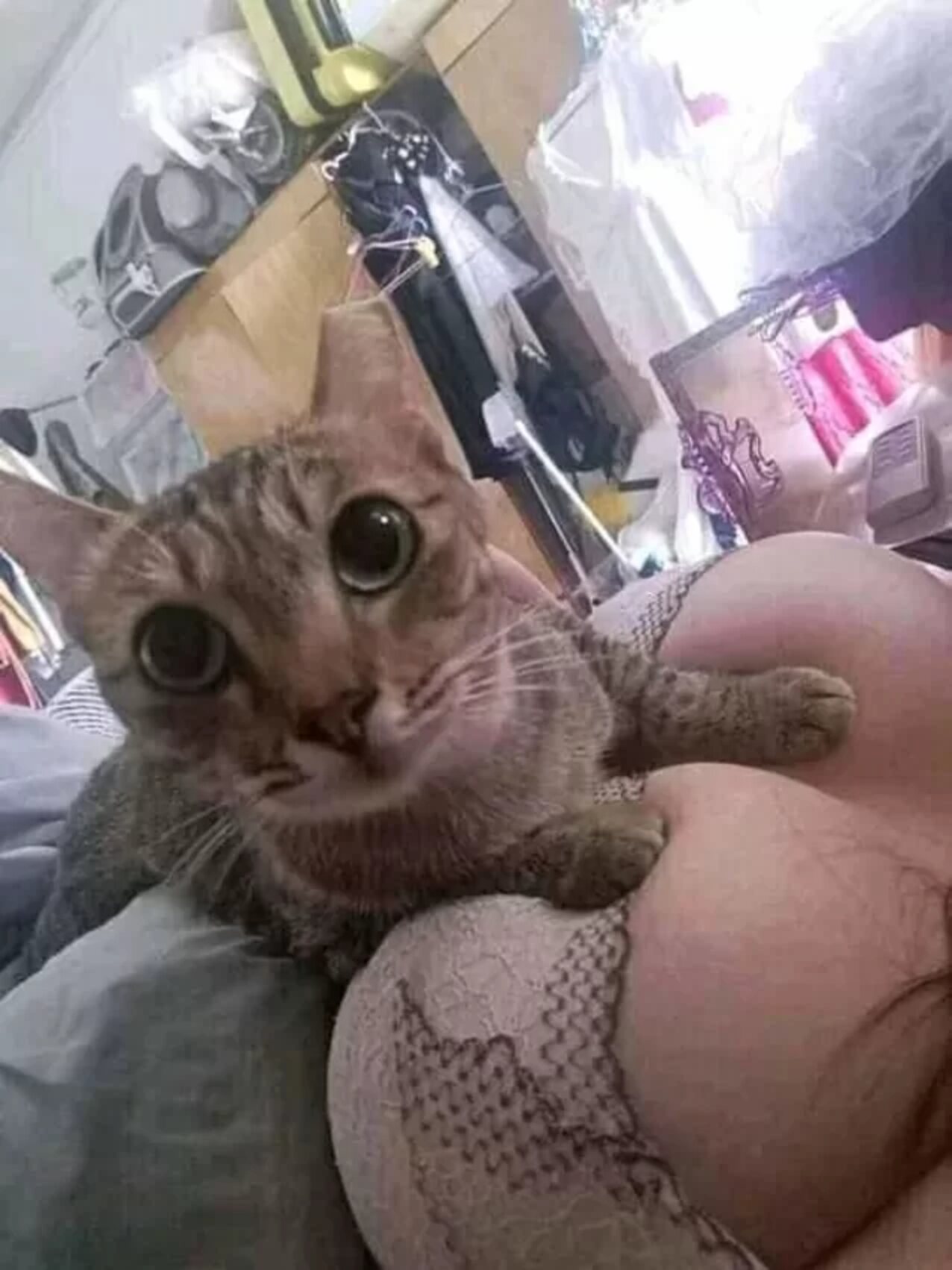 boobs cat female