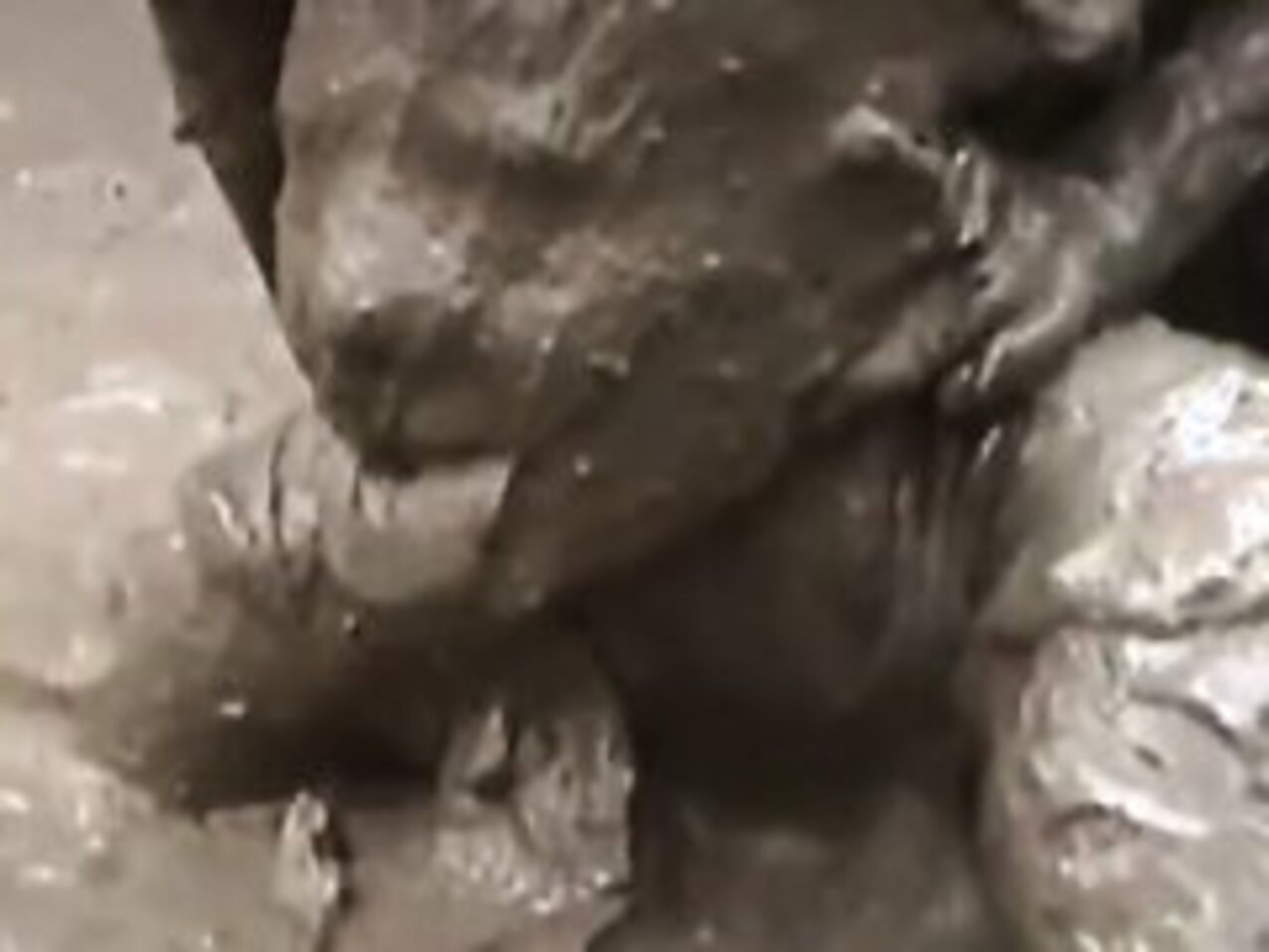 mud muddy wam