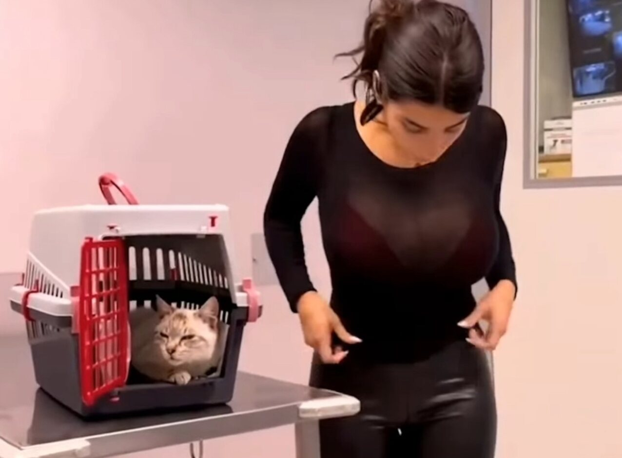 cat big tits big breasts