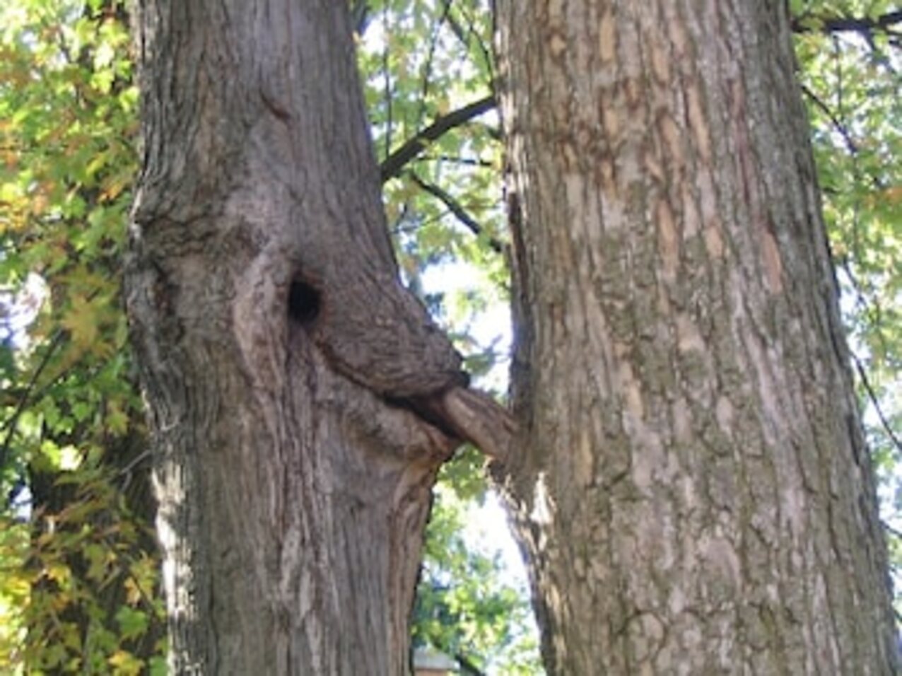 ginger anal outdoor