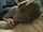 amateur camgirl cop