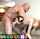 bangbros teamskeet