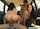 milf trans foursome