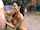 milf bbc bangbros