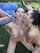 lesbian outdoor orgy