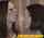 wife daughter brazzers