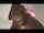 clips4sale