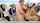 desi bffs teamskeet