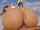 public anal