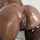 anal latina