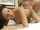 amateur brunette sex