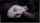 Pleease, tell me the name of her or the video