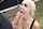 college blowjob