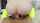 pov petite