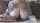 Juggernips