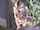 teen amateur