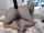 webcam chaturbate