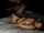 What's the name of this porn actor?