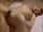 tied jav japanese