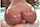 latina ebony bangbros