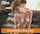 jav blowjob asian