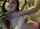 amateur webcam