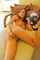 ftv