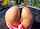 anal bangbros