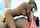 What is the name of this porno