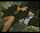 Name & Video ??..