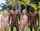 blacked teen black