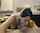 webcam brunette