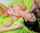 mofos amateur bbc