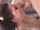 evilangel blowjob gangbang