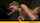 oral brazzers wife