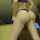 ass