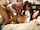 family jav r18