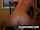 camgirl