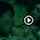 im searching this video