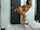 camgirl anal masturbation