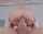 tiny4k